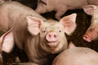 Sul clima, l’industria della carne e dei latticini sta facendo parecchia disinformazione