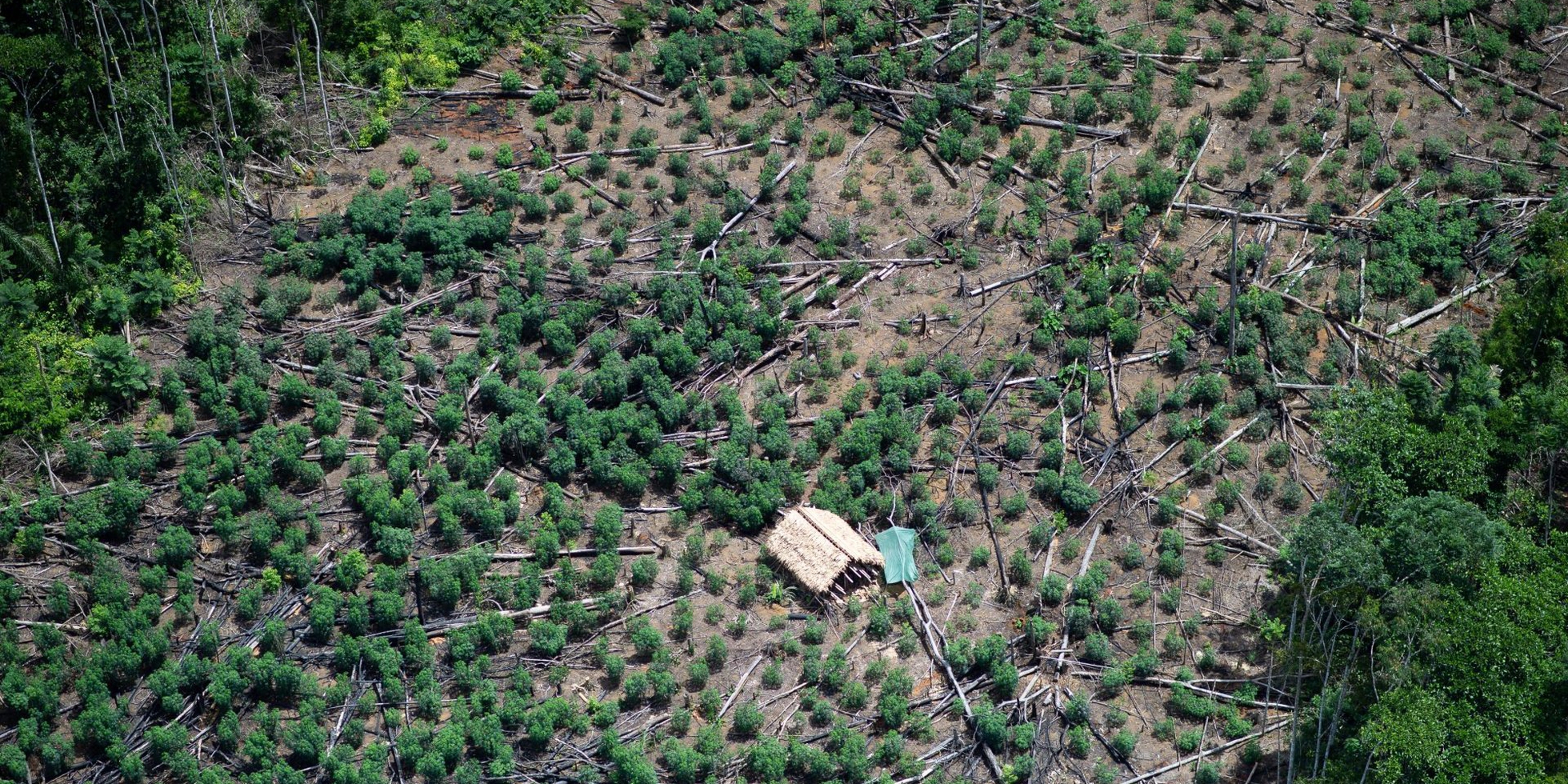 Brazil revises  deforestation 6% upward