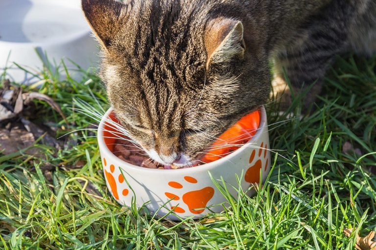 verdura estiva alimentazione cani e gatti