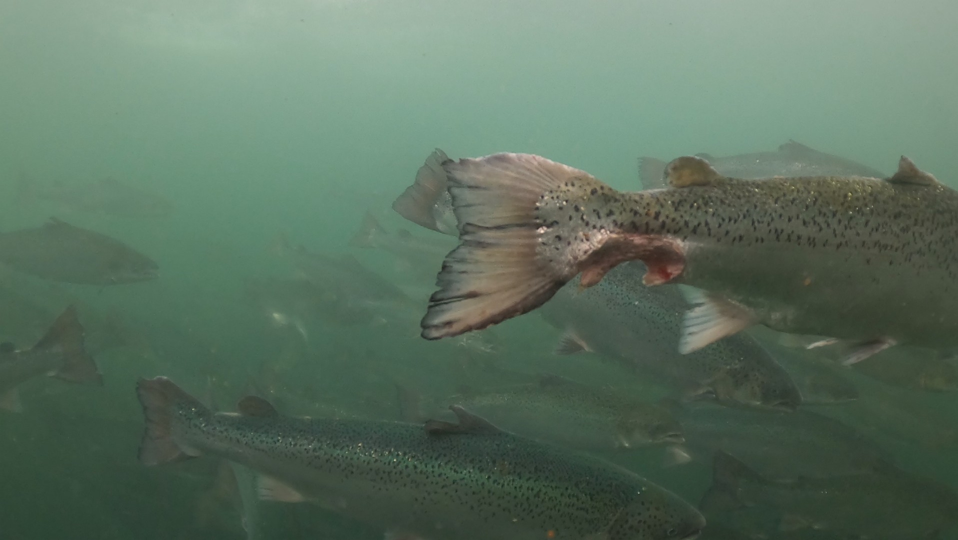 Foto scattate all'interno degli allevamenti intensivi di salmoni scozzesi