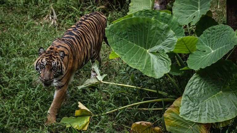 In India la popolazione di tigri cresce, ma il dramma del bracconaggio resta
