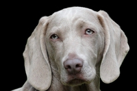 Assicurazioni pet, quando amore fa rima con sicurezza