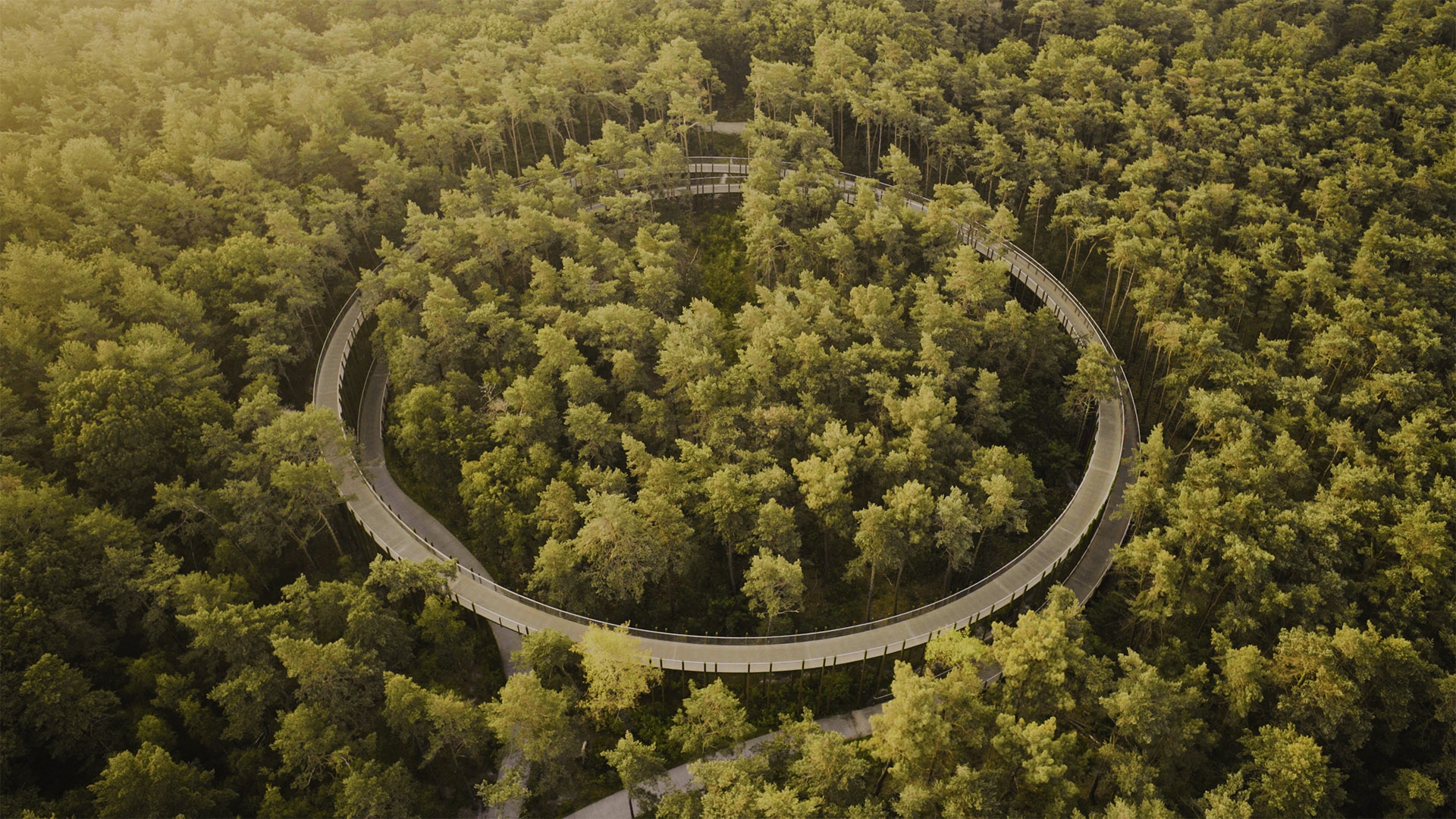 Cycling through the trees