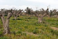 Tutto quello che c’è da sapere sulla fastidiosa Xylella