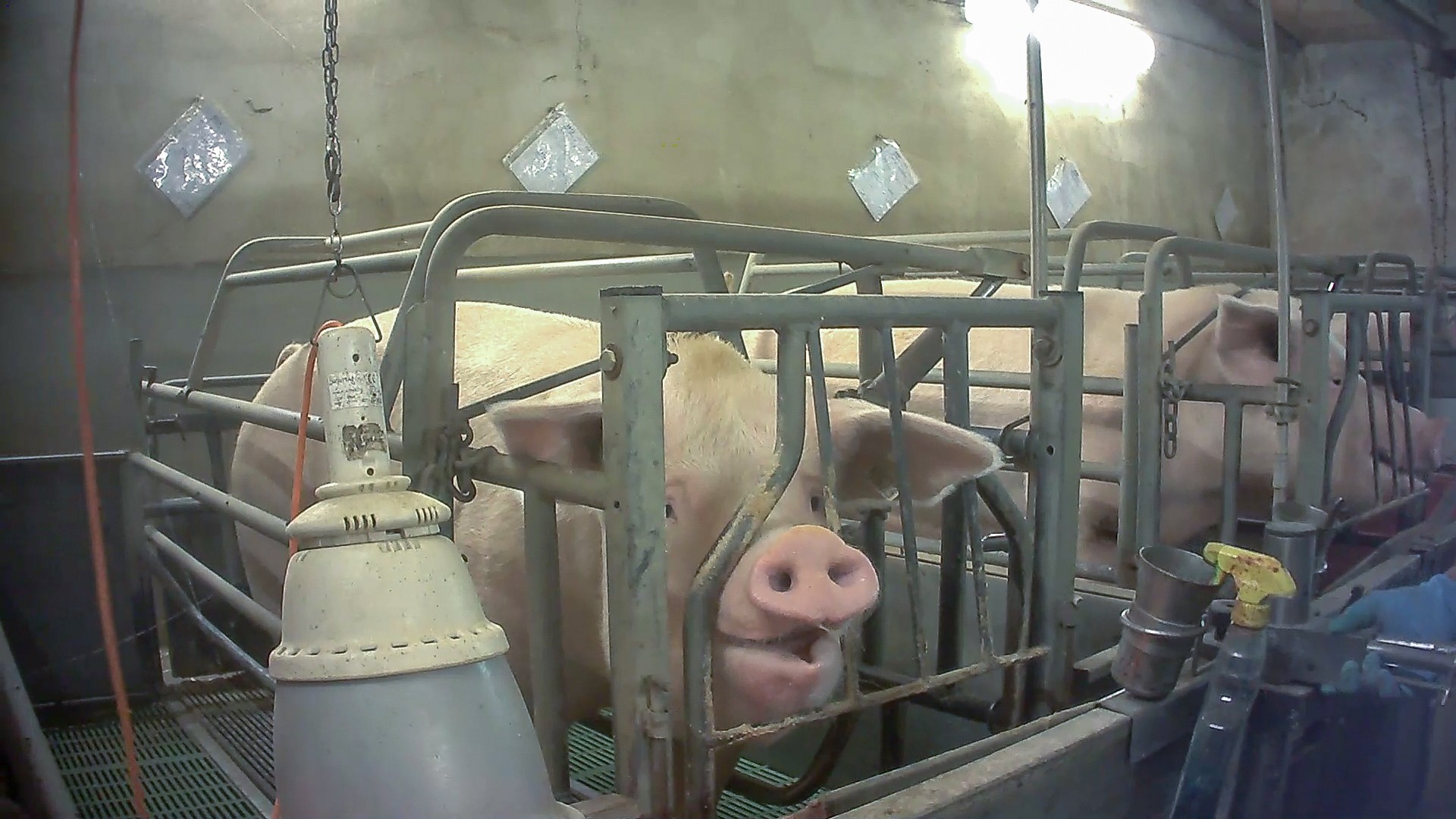 Un maiale rinchiuso negli allevamenti dop