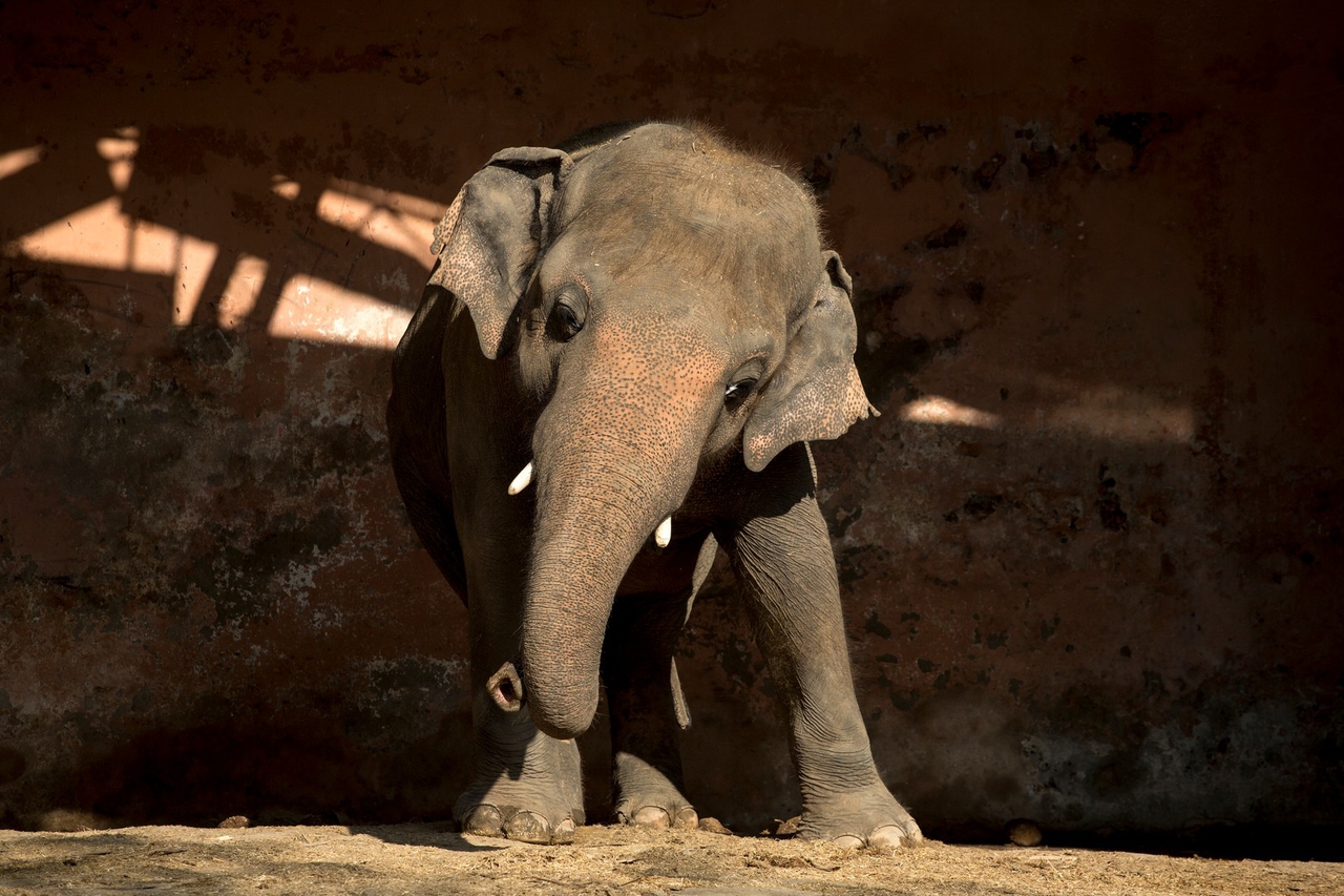 La Storia A Lieto Fine Di Kaavan, L’elefante Più Solo Del Mondo ...