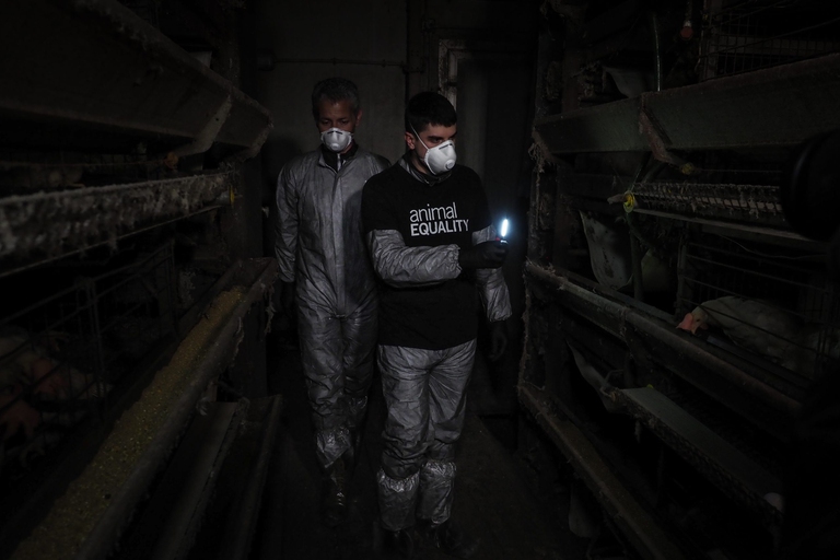 Investigatori in allevamento di galline in Italia