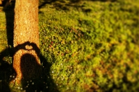 Tree hug selfie, i vincitori del primo concorso degli autoscatti con gli alberi