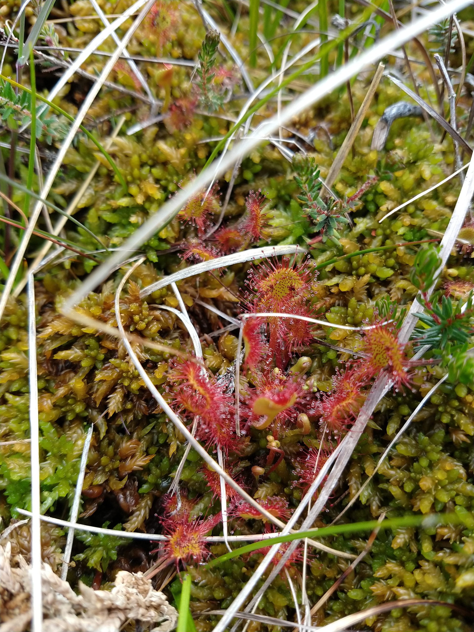 Wildlife Surveys in the Mournes