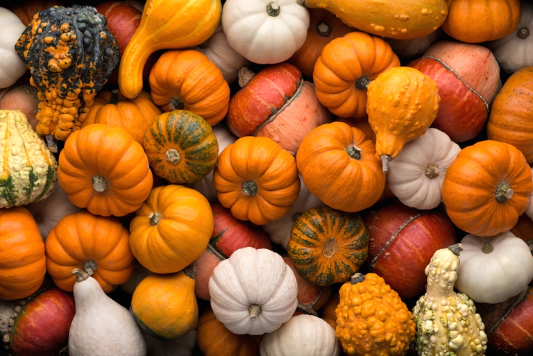 Backgrounds and textures: a lot of multicolor pumpkins, seasonal autumn decorative background