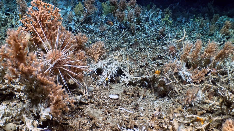 Scoperta una barriera corallina piena di vita alle Galápagos
