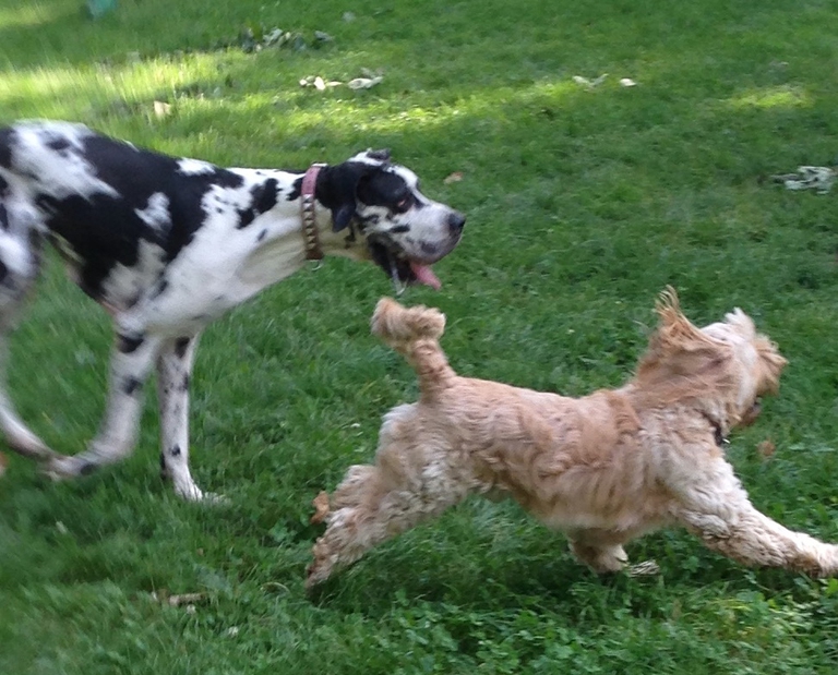 Due diversi tipi di muta primaverile: nell'alano il pelo corto e duro subisce una muta poco evidente, ma sempre presente e copiosa nei mesi che precedono la stagione calda. Nel petit basset a pelo riccio la muta è più evidente. Occhio a nodi e grovigli. Una spazzolata periodica è d'obbligo © Brunella Paciello