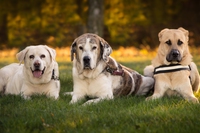 Displasia nel cane, la prevenzione comincia da cuccioli