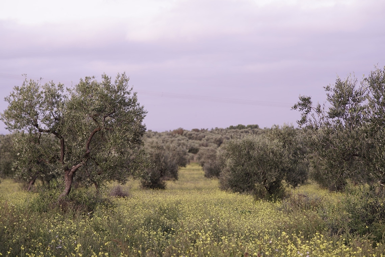 oliveto olio extravergine