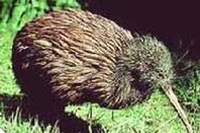 Il kiwi e le sue uova giganti