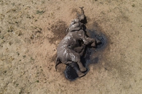 Oltre 100 elefanti morti di sete in Zimbabwe