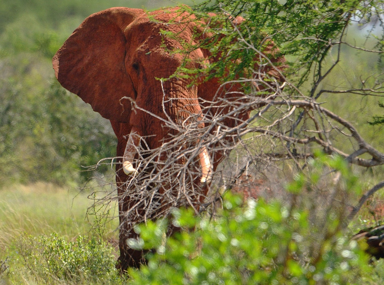 Elefante in Kenya