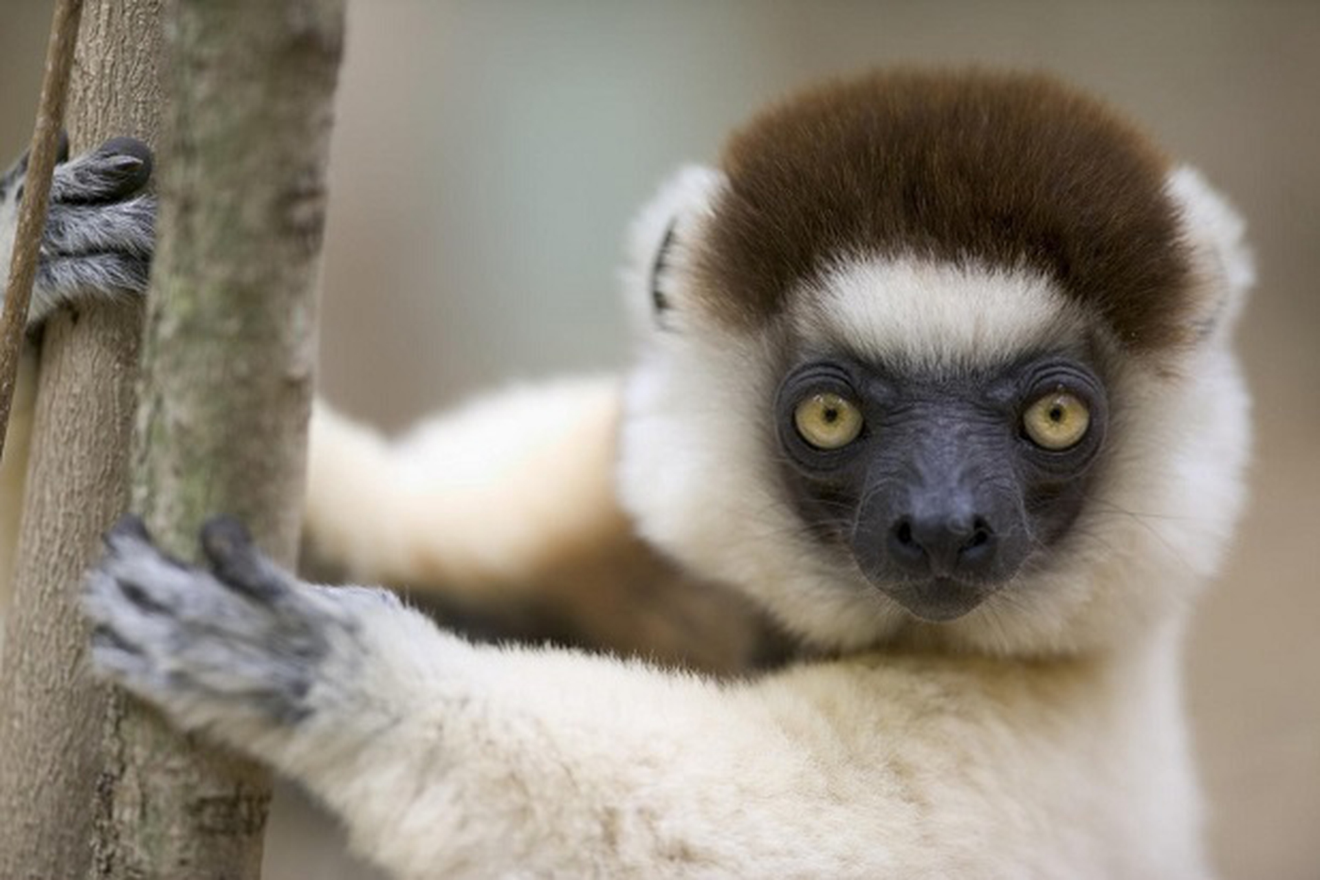 Sifaka di Verreaux