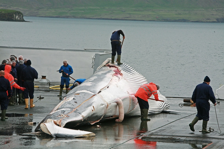 Balena cacciata in Islanda