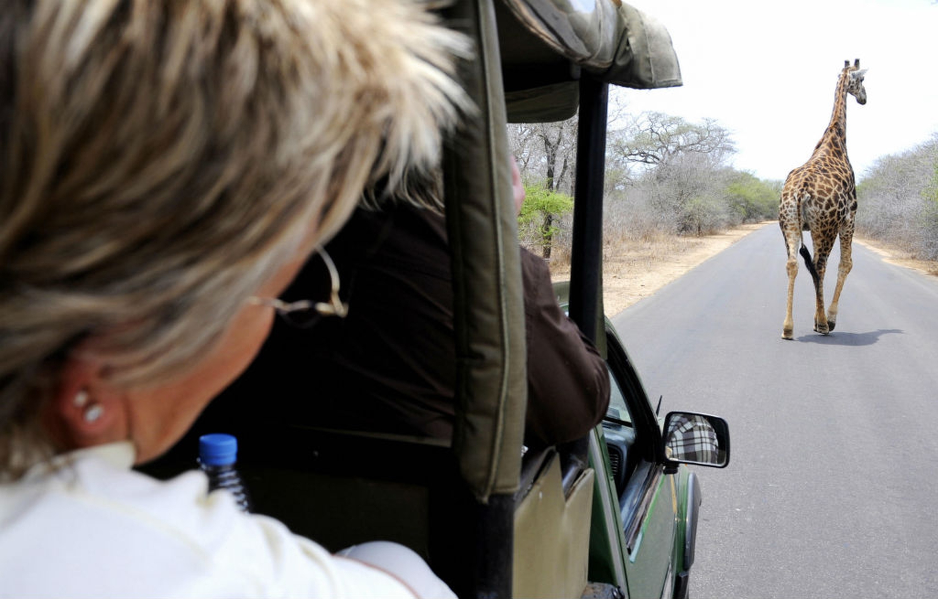 La giraffa è a rischio estinzione