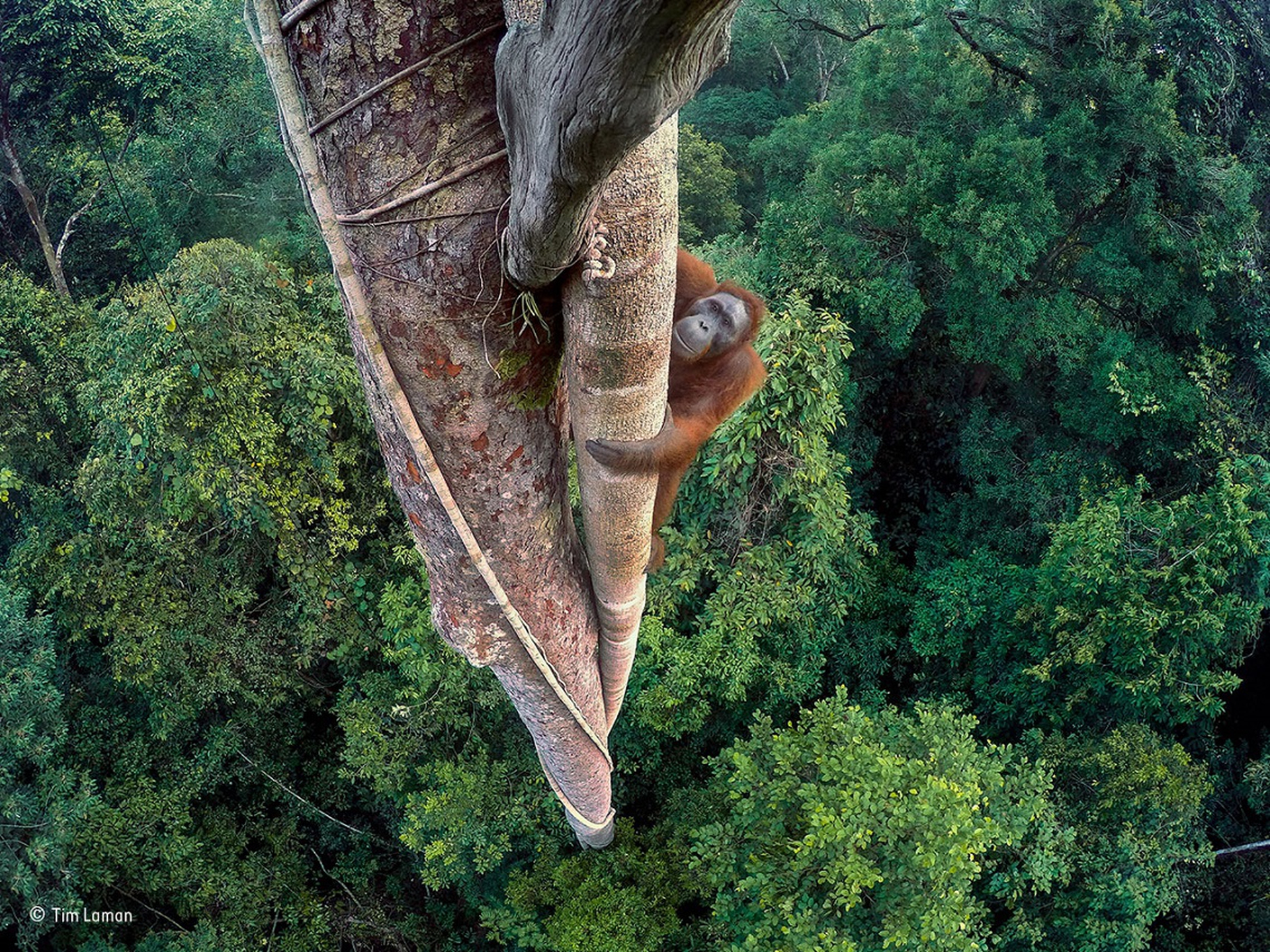 orango-albero-Wildlife Photographer of the Year
