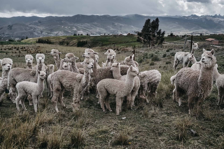 alpaca perù