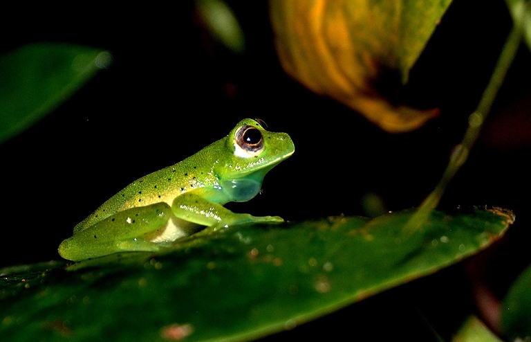 rana-vetro-venezuela