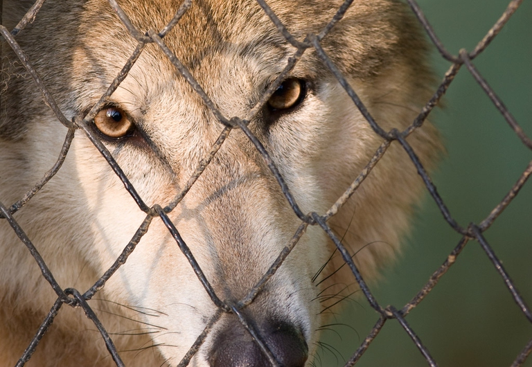Lupo rinchiuso in gabbia