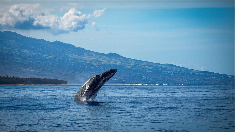 Una balenottera azzurra in mare