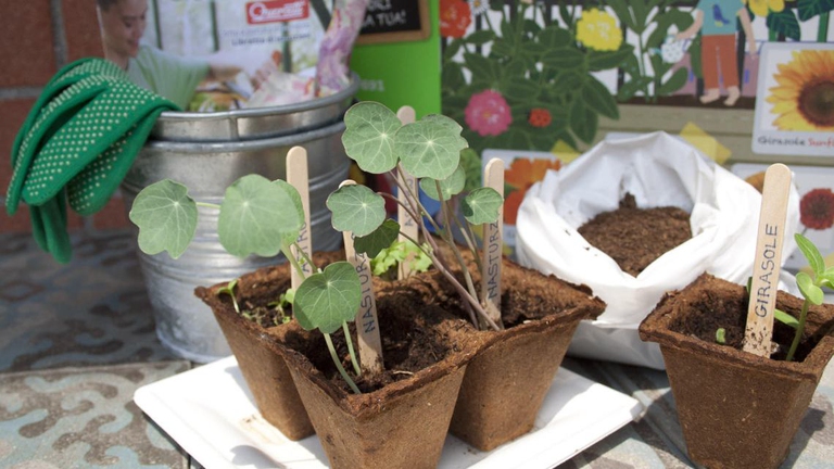 Piantine Gioca Green - Quercetti