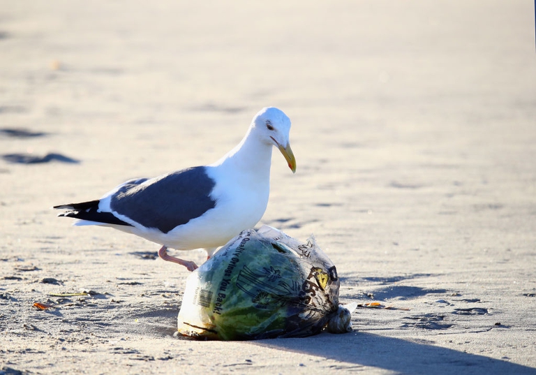 la plastica negli oceani minaccia le specie marine