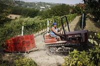 Rapporto Agromafie 2018, i numeri di un business che non conosce la crisi