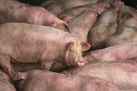 Cos’è la peste suina africana, la malattia che minaccia i maiali di tutto il mondo e influenza il prezzo della carne