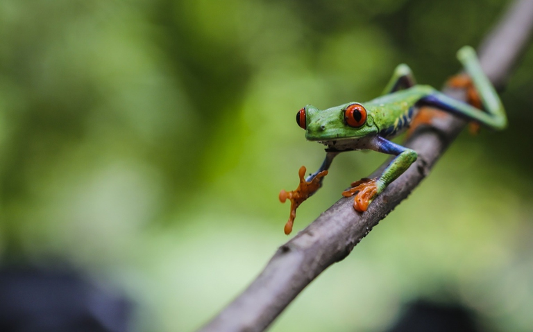 Raganella in Nicaragua