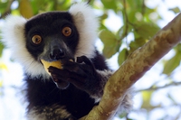 Sorridono i lemuri, istituite 7 nuove riserve in Madagascar