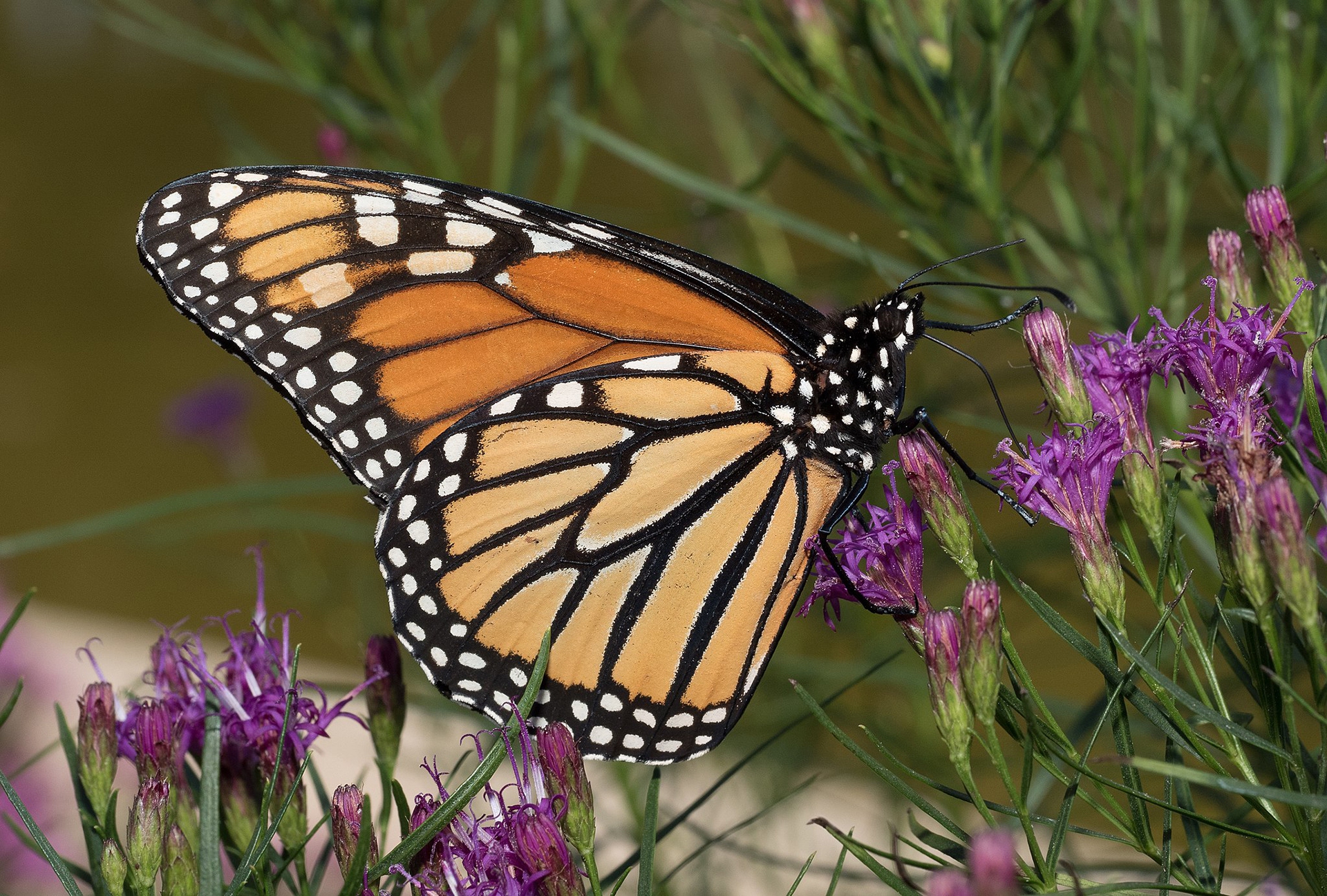Danaus plexippus