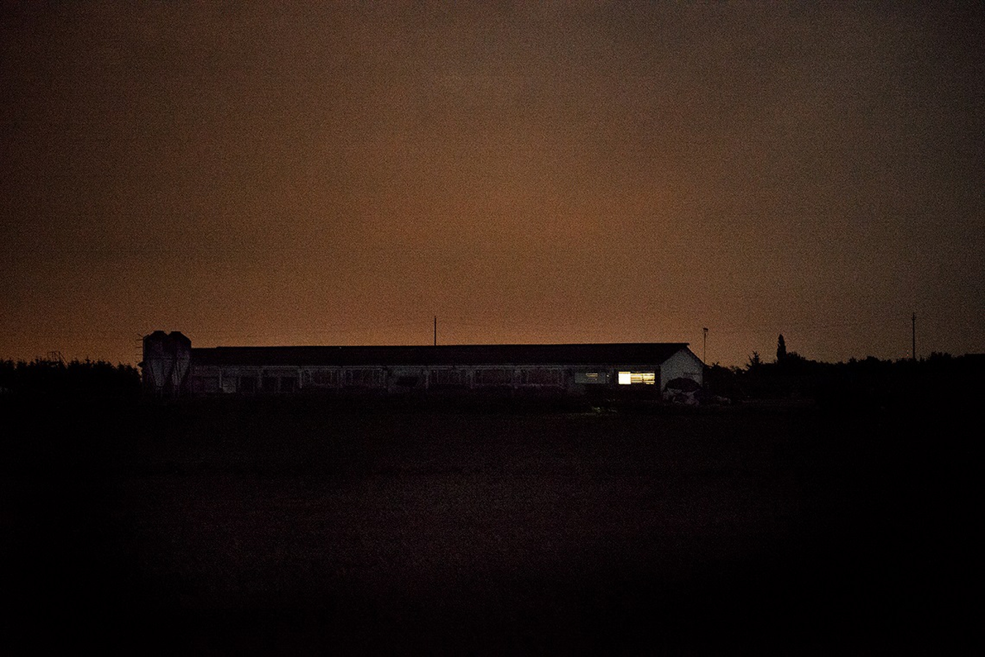 Allevamento di polli