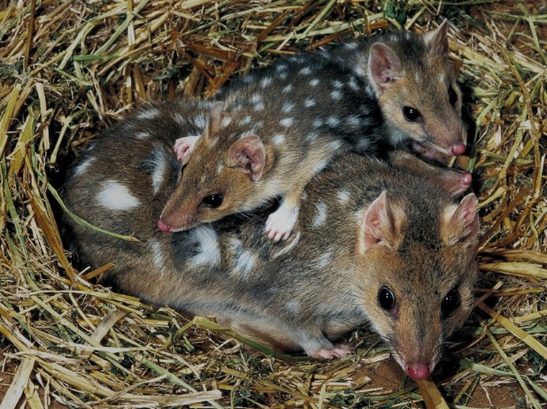 Eastern Quoll Dasyurus viverrinus The Eastern Quoll once enjoyed a wide range from eastern NSW to south-east SA, but it experienced a rapid decline at the beginning of the 20th century and is now confined to Tasmania. Although believed extinct on the mainland, reported sightings of this quoll have recently resurfaced in NSW.   Photography Steve Parish