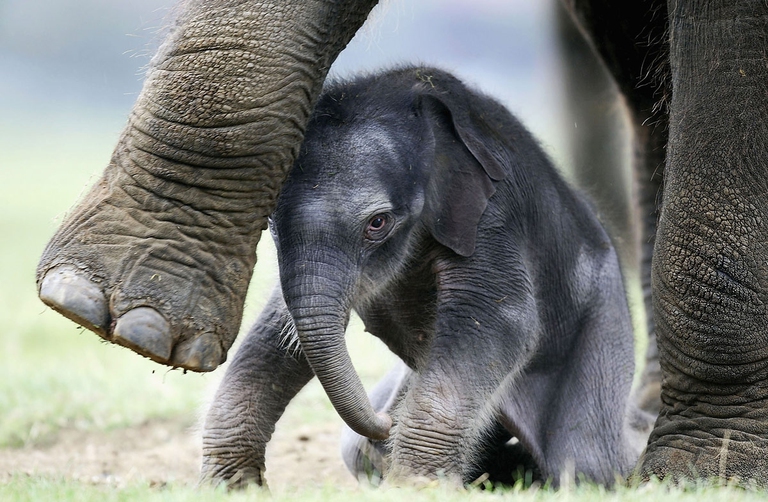 elefantini cuccioli protetti dalle madri