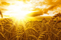 L’agricoltura che tutela la biodiversità