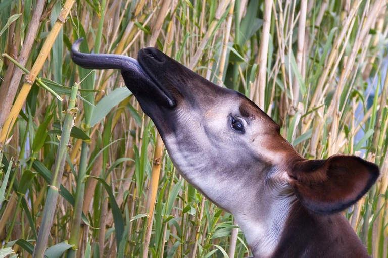 Okapi