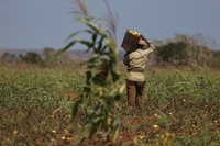 Come l’agricoltura biologica a Cuba ha salvato la popolazione dalla fame