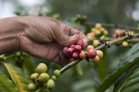 Soia, carne, caffè. Così in Europa importiamo la deforestazione