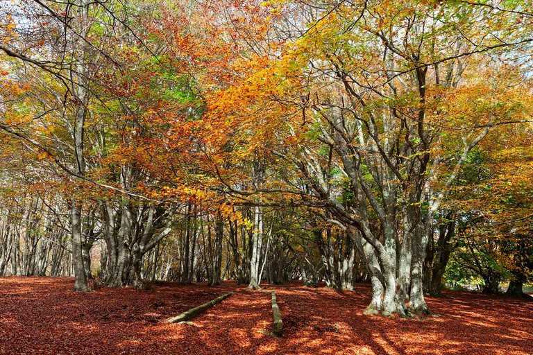 Grandi faggi nel bosco di Canfaito, in provincia di Macerata