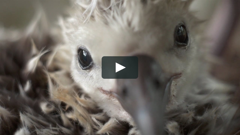 Il documentario Albatross, di Chris Jordan