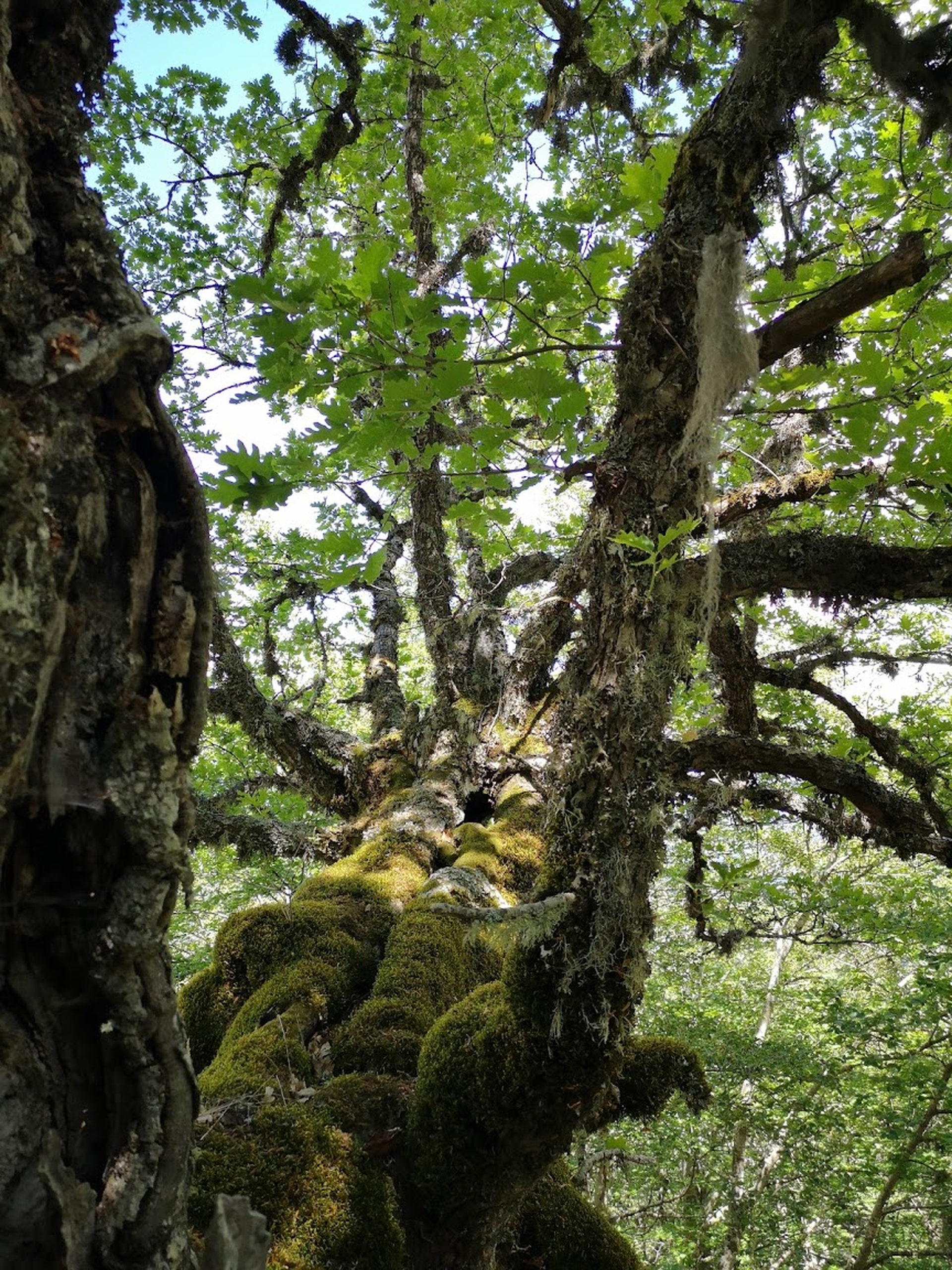Una branca di rovere