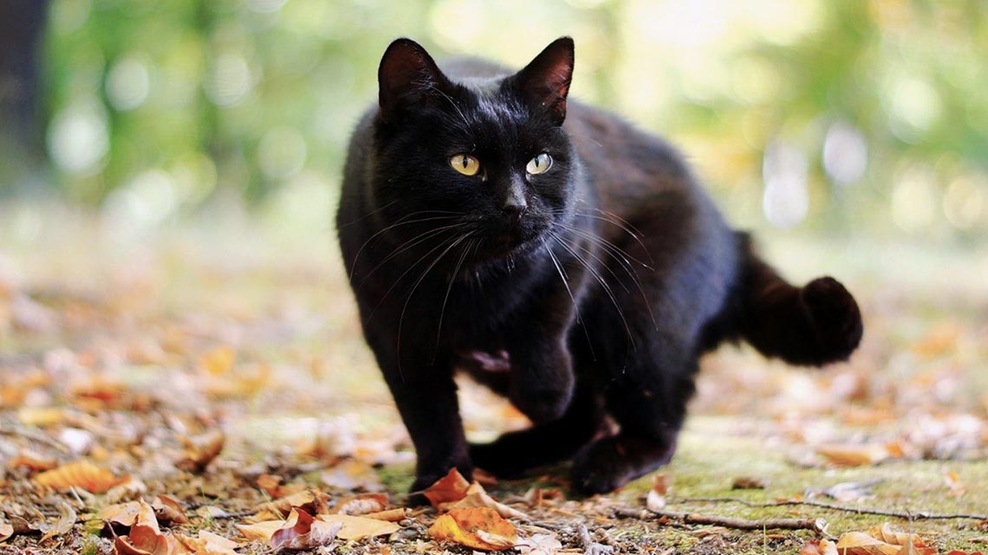 gatto-nero-in-caccia-autunno