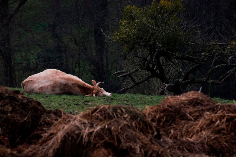 carni infette dalla Polonia