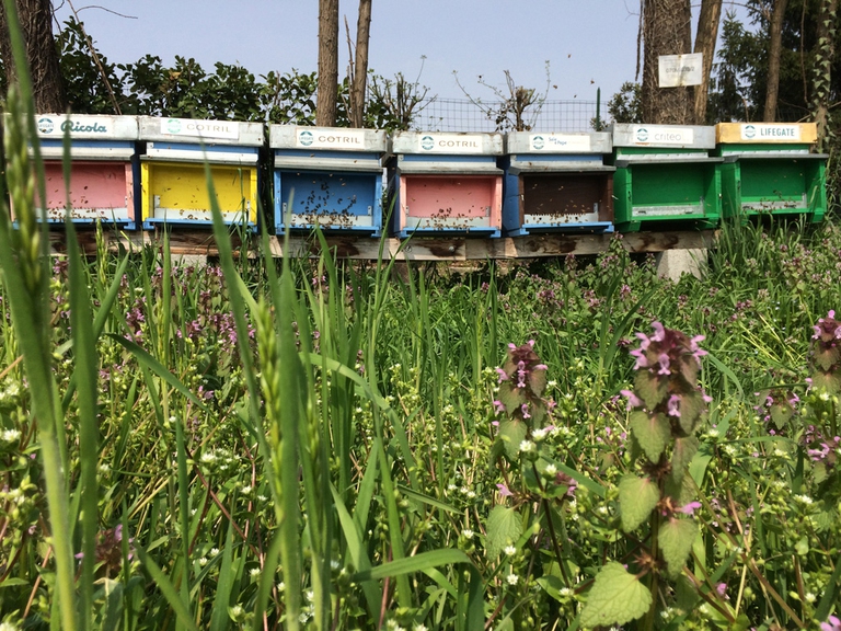 Api, bee my future, arnie, primavera