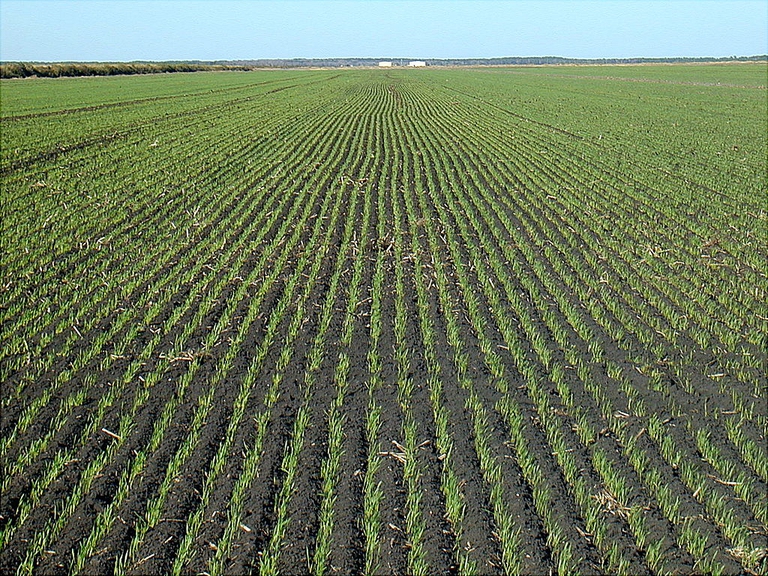 agricoltura intensiva, erosione del suolo